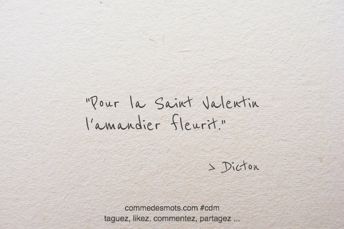 Pour la Saint Valentin l'amandier fleurit