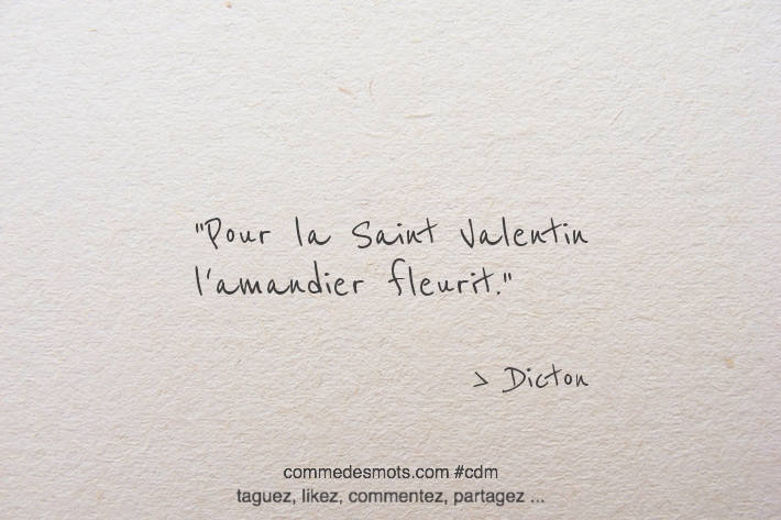 Pour la Saint Valentin l'amandier fleurit