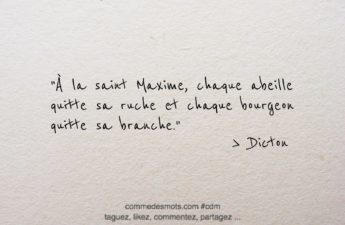 dicton du 14 avril jour de la Saint Maxime : "À la saint Maxime, chaque abeille quitte sa ruche et chaque bourgeon quitte sa branche."