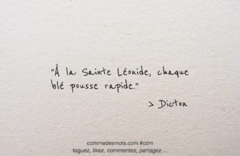 Dicton du 22 avril jour de la Sainte Léonide : "À la Sainte Léonide, chaque blé pousse rapide"