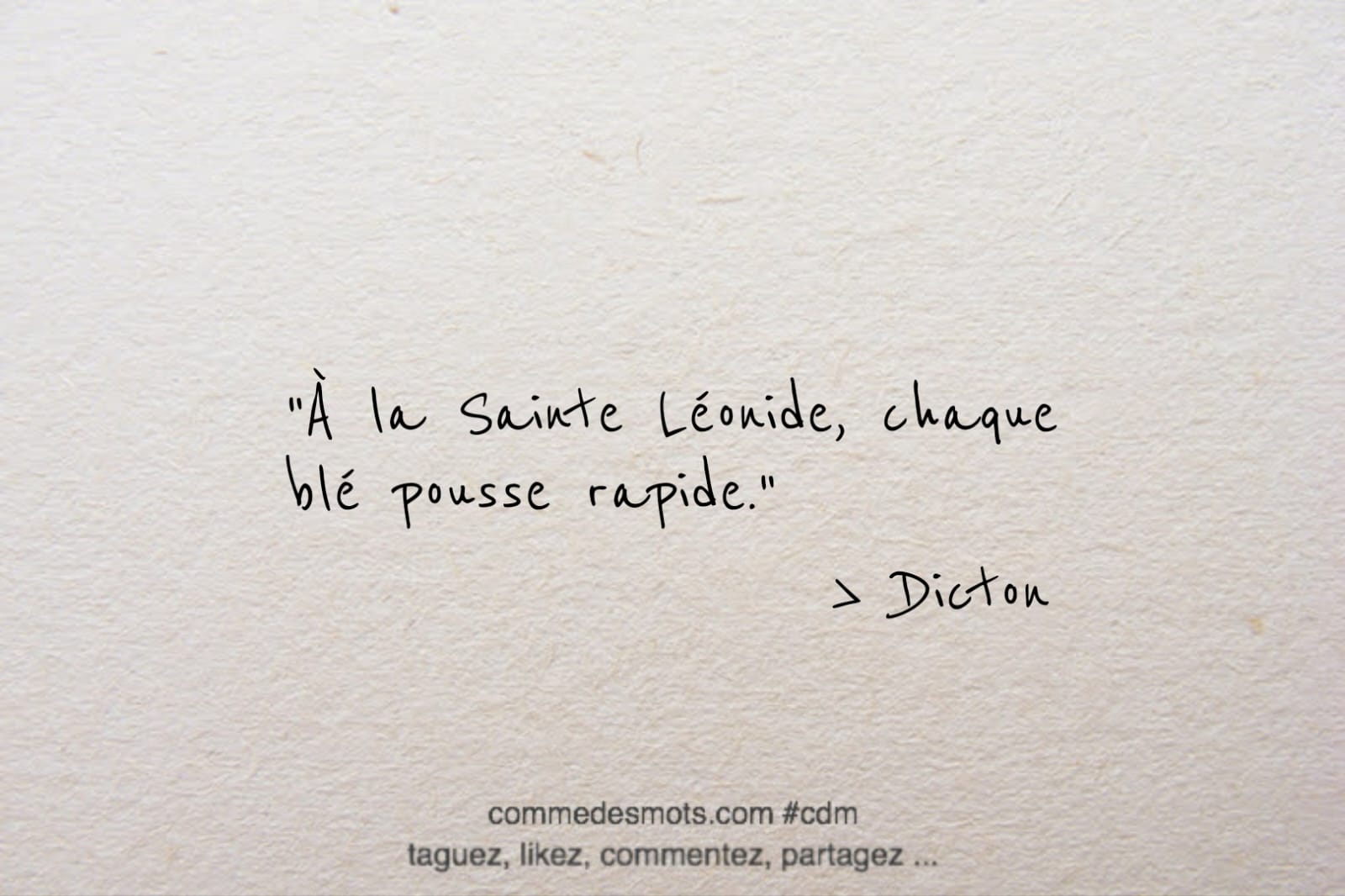 Dicton du 22 avril jour de la Sainte Léonide : "À la Sainte Léonide, chaque blé pousse rapide"