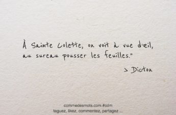 dicton du 6 mars : À Sainte Colette, on voit à vue d’œil, au sureau pousser les feuilles.