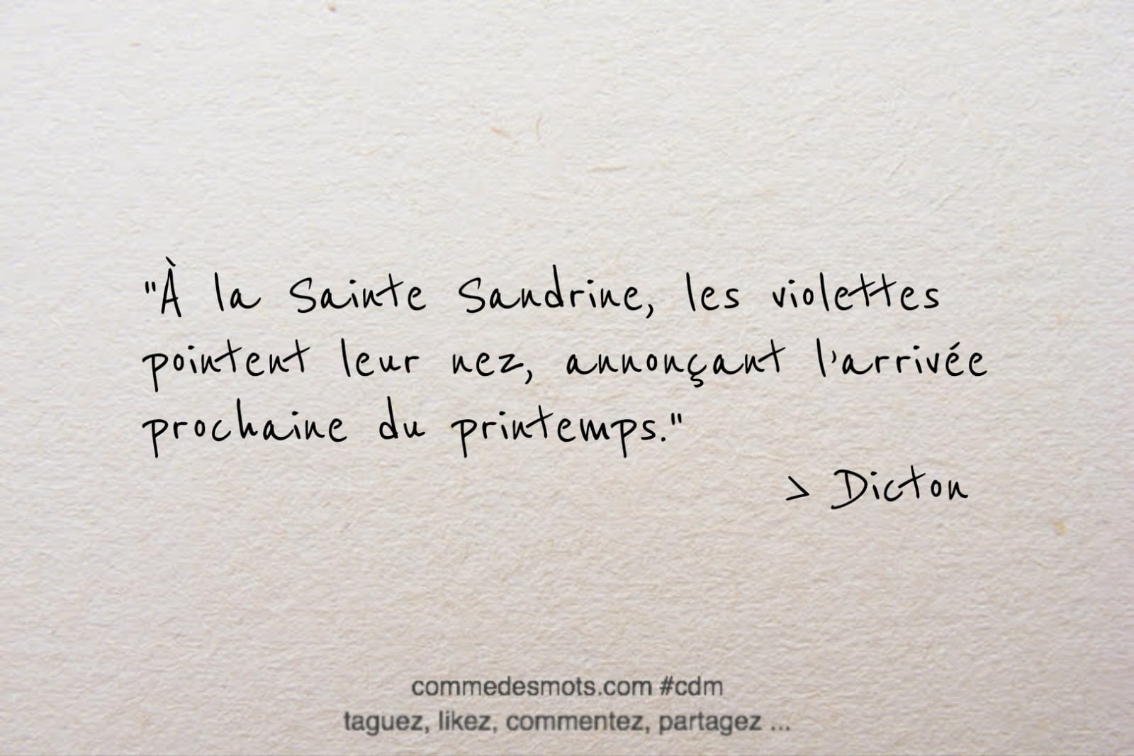 Dicton du jour de la Sainte Sandrine ( 2 avril) : À la Sainte Sandrine, les violettes pointent leur nez, annonçant l’arrivée prochaine du printemps.