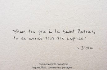 Sème tes pois à la Saint-Patrice