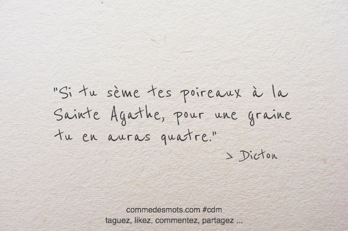 Si tu sème tes poireaux à la Sainte Agathe, pour une graine tu en auras quatre.